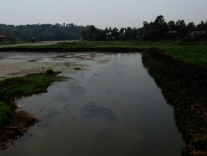 Velloorthodu after desilting and deweeding
