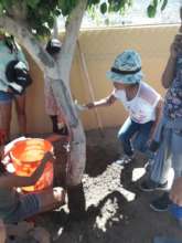 Liming Trees