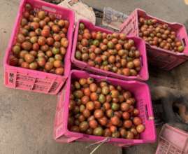 Tomatoes, ready to go to the market