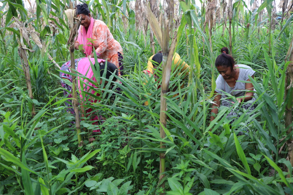 Support Education and Livelihoods in rural Nepal