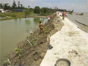 Trying to save River Embankments