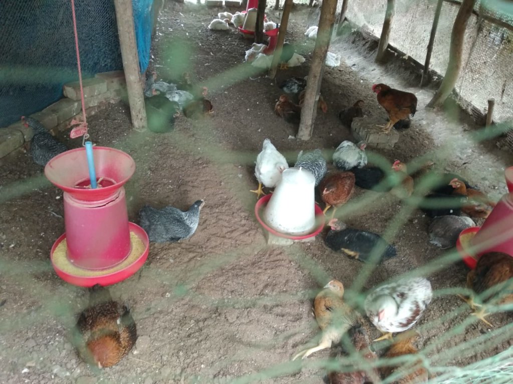 Chicks growing fast- Poultry at Pond Embankment