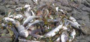 Fishes dying fast for brackish water