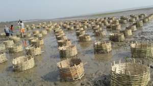 Mangrove plantation on coastline