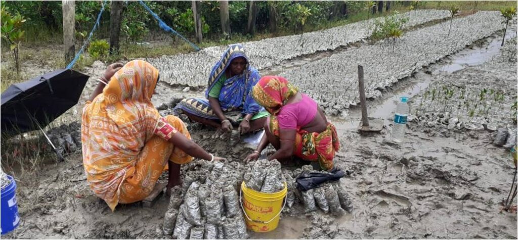 Sowing Mangrove Seeds by Local Women of Sunderbans