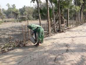 Caring planted mangroves- Balancing Ecology