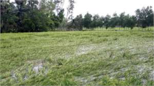 Spoiled Cultivation