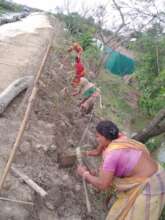 Ploughing the soils for stronger and healthy roots