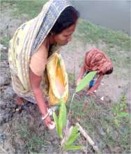 Sundari - The Mangrove for Life