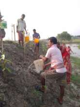 Watering the Lives - Mangrove Saplings