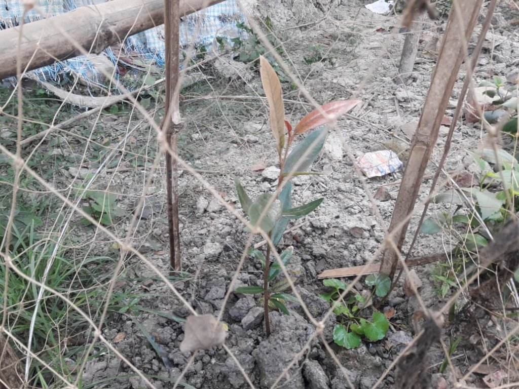 'Sundari' - Grow up fast the heart of Sunderbans!