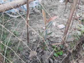 'Sundari' - Grow up fast the heart of Sunderbans!