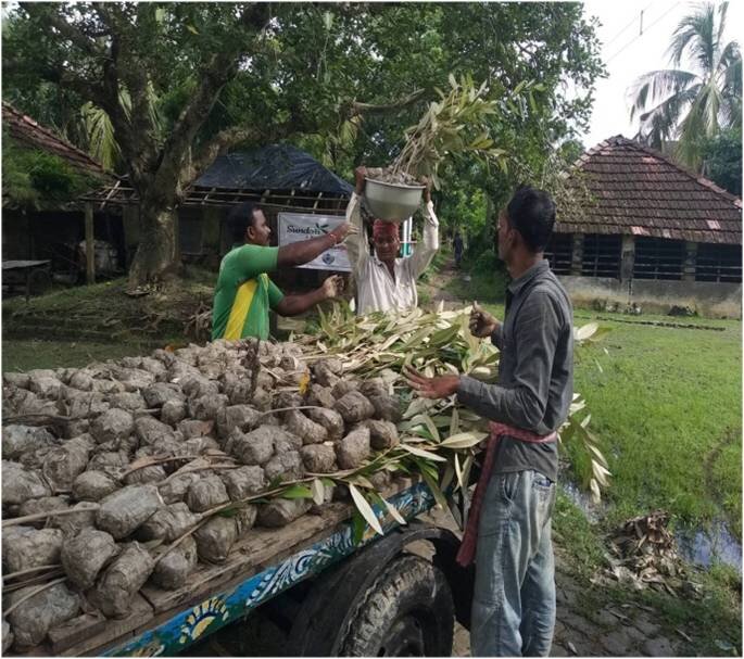 Transporting the Saplings from the Nursery