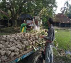 Transporting the Saplings from the Nursery