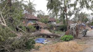 Trees on roof
