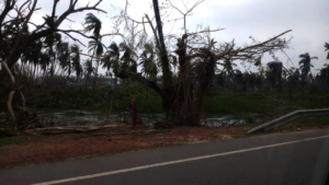Tree damaged by cyclone