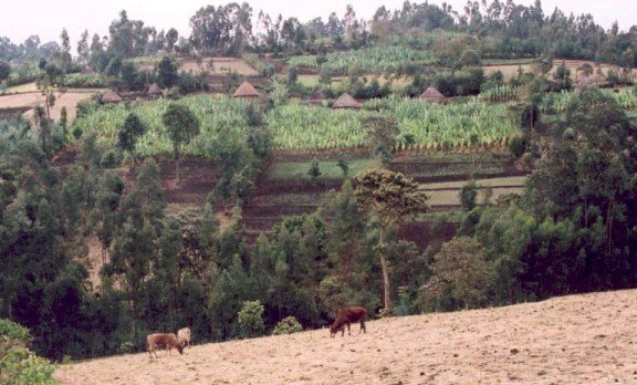 Feed 700 Poor Households - Organic Gardens Project