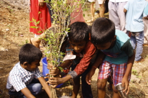 planting fruit trees