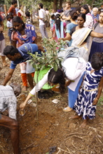 planting fruit trees