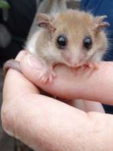 Volunteer holding a Western Pygmy Possum