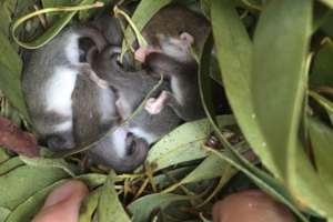 Western Pygmy Possum joeys