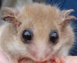 Western Pygmy Possum