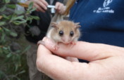 Understand & Protect the Western Pygmy Possum