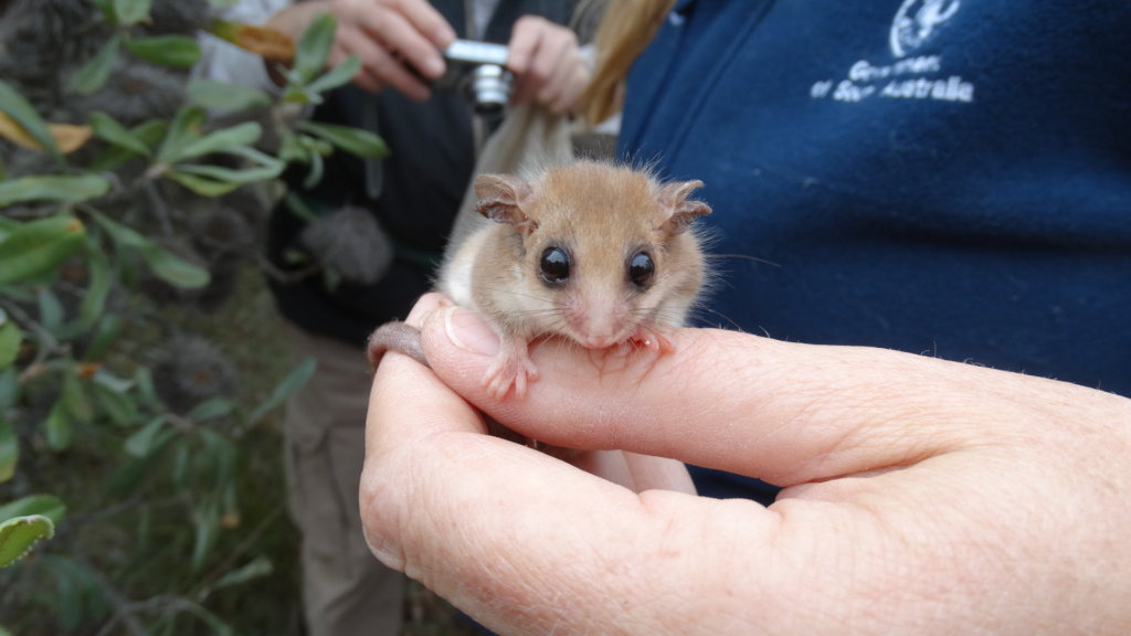 Understand & Protect the Western Pygmy Possum