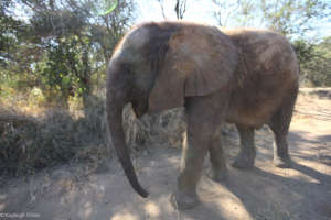 Orphaned elephant, Mopane