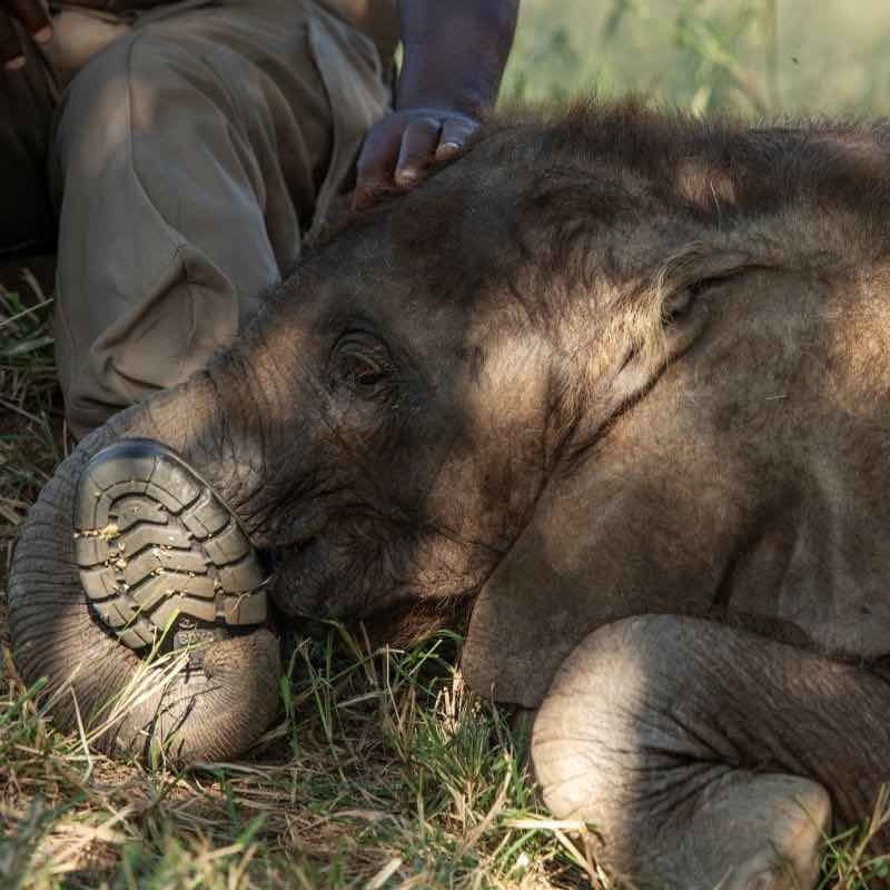 1000 Hearts for SA's first Elephant Orphanage