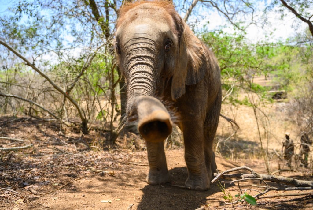 1000 Hearts for SA's first Elephant Orphanage