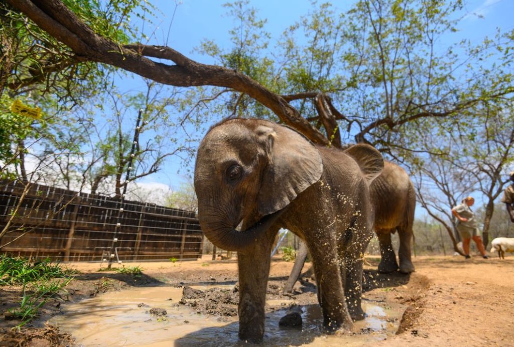 1000 Hearts for SA's first Elephant Orphanage