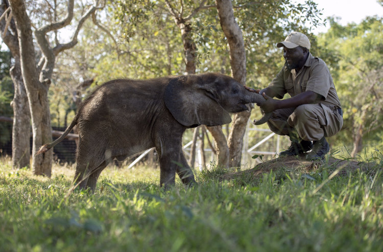 1000 Hearts for SA's first Elephant Orphanage