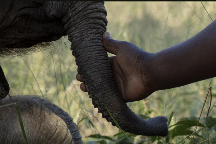 1000 Hearts for SA's first Elephant Orphanage