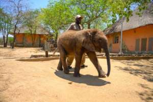 Israel walking with Mopane