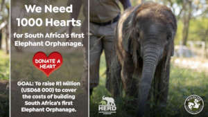 1000 Hearts for SA's first Elephant Orphanage