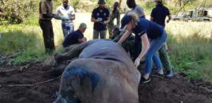 Vet Books assisting during a rhino procedure