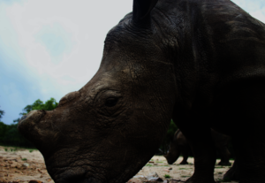 One of the orphaned rhinos at HESC