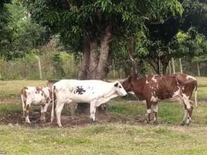 Your cow project will also benefit