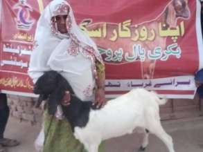 Goat Handed Over to a Woman