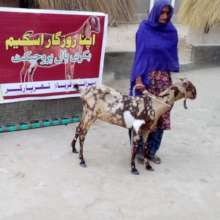 Goat being Handed over to a Poor Women of Thar