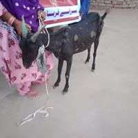 Goat Distributed to another Women