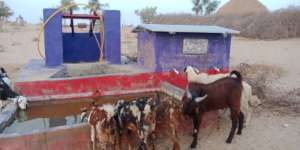 Goats Drinking Water from Water Well