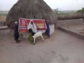 The Thar women with her Goat
