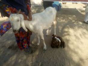 A poor women of Thar with Goat and its Baby Goat