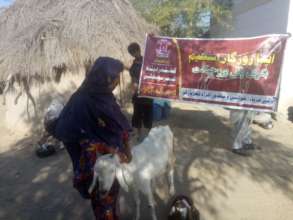 Woman is happy to get the Goat