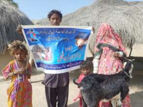 Goat for poor family