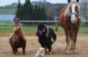 Give more than 120 animals a permanent home