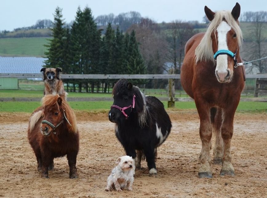 Give more than 120 animals a permanent home