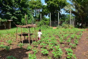 Vegetable garden